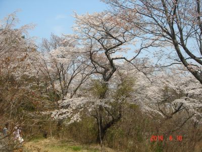 DSC07094_400.jpg