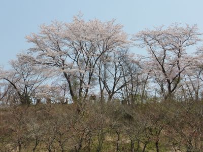P1180909_400.jpg