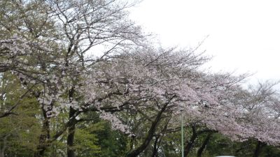 P1000526_400.jpg
