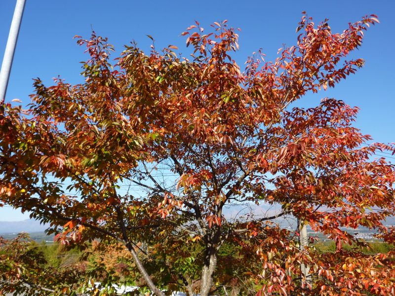P1000872_800.jpg