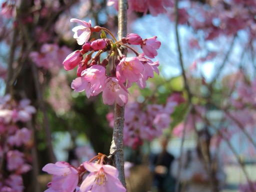 2017_04040047_512.jpg