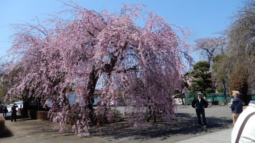 DSCN0666_512.jpg